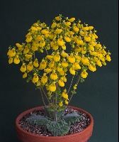 Calceolaria corymbosa floccosa